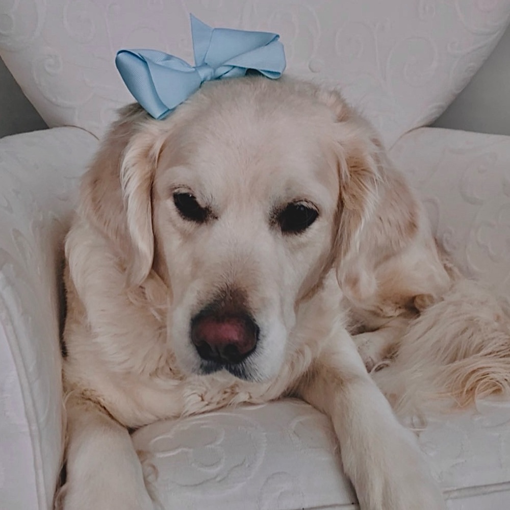 Meet your Posher, Charlie